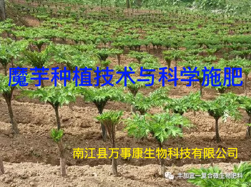 魔芋种植技术与科学施肥