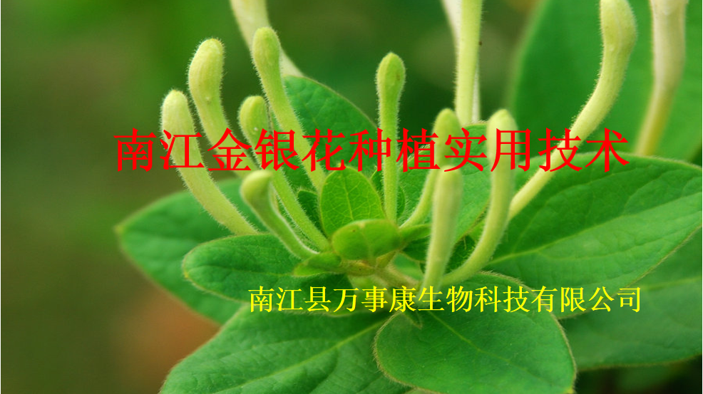 南江金银花栽培实用技术